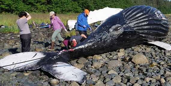 Humpback Whale Calf Washes Ashore Near Juneau