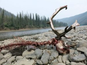 A caribou killed by wolves on a gravel bar of the Fortymile River in the Yukon Territory, just east of the Alaska border. Image-Ned Rozell