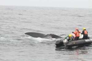 Trained and authorized responders use a grapple to grab the entanglement trailing behind a North Atlantic right whale (#4545). Credit: Center for Coastal Studies, taken under NOAA Permit # 24359