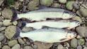 Sockeye salmon-Alutiiq Word of the Week