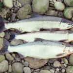 Sockeye salmon-Alutiiq Word of the Week Photo: Freshly caught red salmon on a Kodiak beach.
