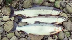 Sockeye salmon-Alutiiq Word of the Week
