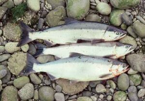 Photo: Freshly caught red salmon on a Kodiak beach.
