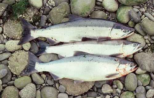 Sockeye salmon-Alutiiq Word of the Week