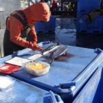 A shore-based fisheries observer collects data from a salmon caught in the pollock fishery at a fish processing plant in Alaska. Credit: NOAA Fisheries/North Pacific Observer Program
