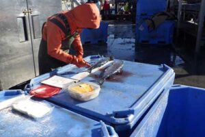 A shore-based fisheries observer collects data from a salmon caught in the pollock fishery at a fish processing plant in Alaska. Credit: NOAA Fisheries/North Pacific Observer Program
