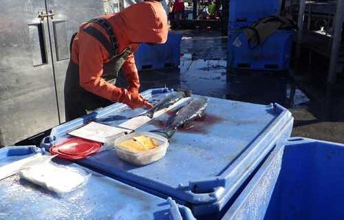 Shore-Based Observers Strengthen Catch Accounting in Alaska’s Pollock Fishery
