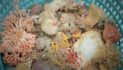 Nine Species of Deep-Sea Sponges Discovered in Alaska