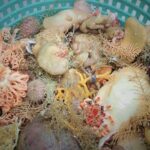 Deep-sea sponges and other invertebrates in a collection basket during a bottom trawl survey. Credit: NOAA Fisheries