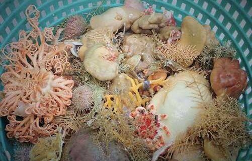 Nine Species of Deep-Sea Sponges Discovered in Alaska
