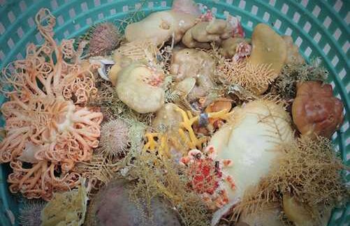 Nine Species of Deep-Sea Sponges Discovered in Alaska