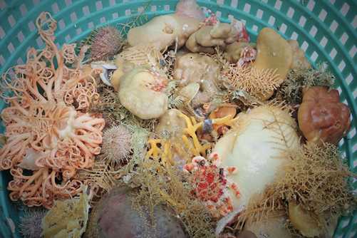 Nine Species of Deep-Sea Sponges Discovered in Alaska