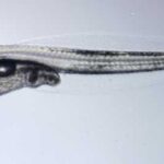 Newly hatched Pacific cod larva. Credit: NOAA Fisheries/Emily Slesinger