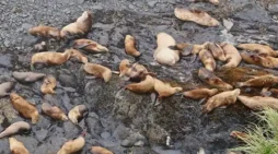 Haul Out Rock-Alutiiq Word of the Week