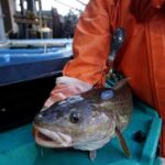 Pacific cod with satellite tag, ready to release. Credit: NOAA Fisheries