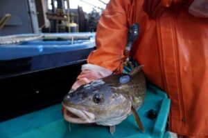 Pacific cod with satellite tag, ready to release. Credit: NOAA Fisheries