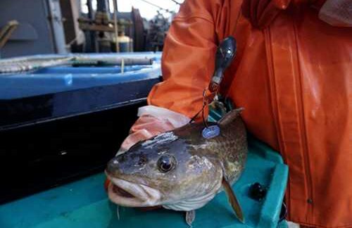 Tagged and Tracked: Mapping the Journeys of Pacific Cod in the Bering Sea