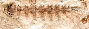 The Fossil: thanks to the fine-grained mudstone, the details of the two centimeter long parasite Qiyia jurassica are exceptionally preserved.  Credit: Photo: Bo Wang, Nanjing