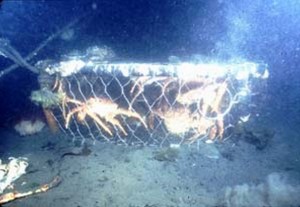 Derelict crab pot ghost-fishing at the bottom of Womens Bay on Kodiak Island. Image-NMFS