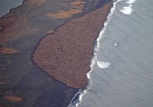 An estimated 35,000 walrus hauled out near Point Lay in September, 2014. Image-NOAA