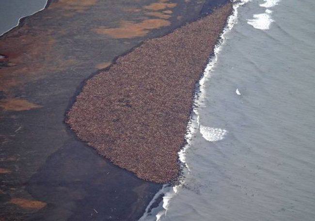 NOAA Estimates 35,000 Walrus Hauled Out near Point Lay
