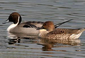 The H5 virus was confirmed in Northern Pintails in Washington. Image-J.M. Garg