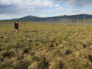 Jay Cable of Fairbanks walks through field of tundra plants in northern Alaska. Photo by Ned Rozell.