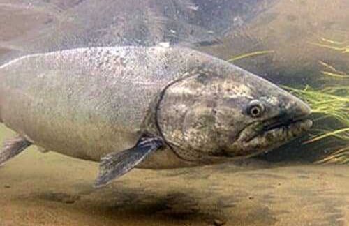 King Salmon Restrictions in Gulf of Alaska Salt Waters