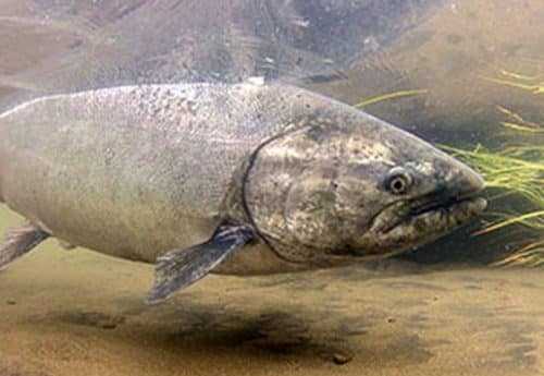 West Cook Inlet Fresh Waters Closed to King Salmon Fishing