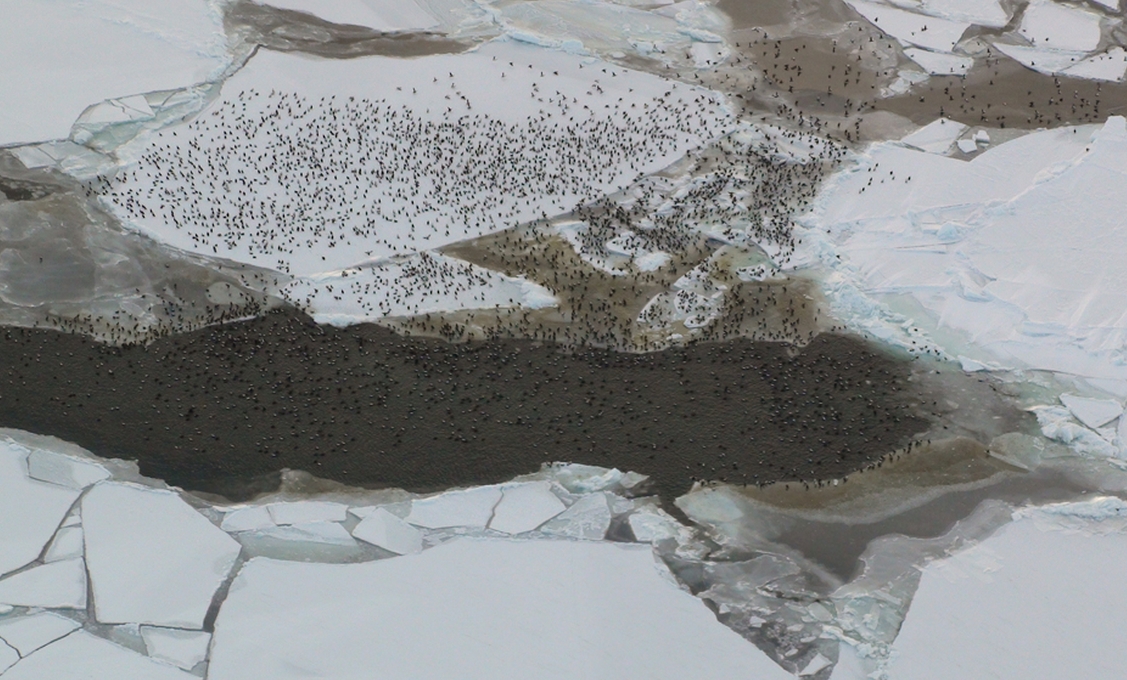 Rafts of Birds Overwintering in the Bering Sea