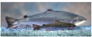 Frankenfish grow twice as fast, and continue to eat in winters when natural salmon hibernate – adding new variables to the ecosystem.