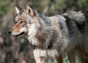 Alaskan Wolf. Image-National Park Service