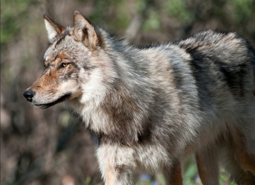 Board of Game Rejects Emergency Protection for Denali Wolves