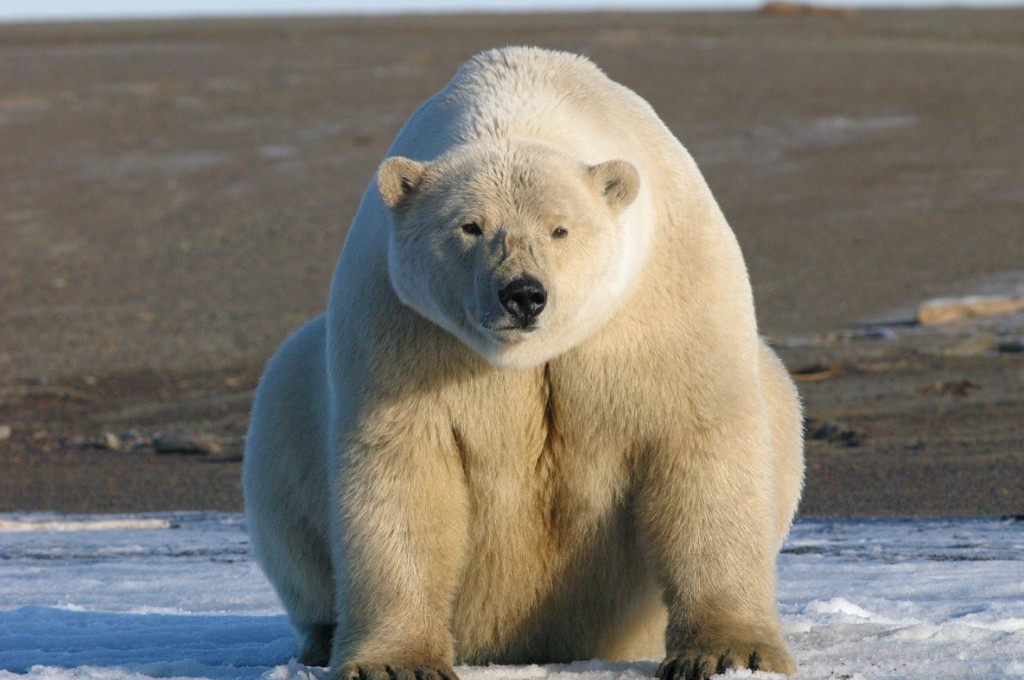 Polar bear on the north slope of Alaska.Eric Regehr, U.S. Fish and Wildlife Service