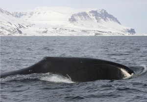 A bowhead whale in Disko Bay, West Greenland. The report finds that this population may be growing.Kristin Laidre / UW