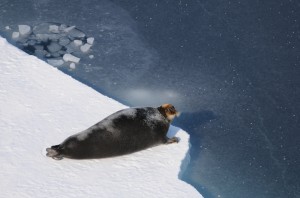 A bearded seal on the sea ice in Baffin Bay. Trends for this population are unknown.Øystein Wiig, University of Oslo