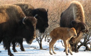Alaska Wood Bison. Image-ADF&G