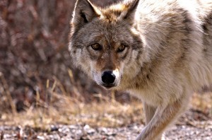 Wolf at Denali National Park. Image-Nilesh Patel