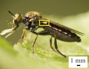 A robber fly with a very large haltere (inside yellow box). Halteres are sensors that act like gyroscopes, providing information about the insect’s body rotations during flight.Armin Hinterwirth