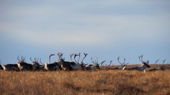 Cooperative Effort Places Harvest Restrictions on Northern Alaska Caribou Herds for First Time in Decades