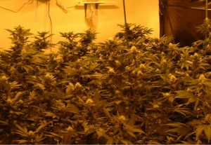 Commercial Grow operation. Image-DEA