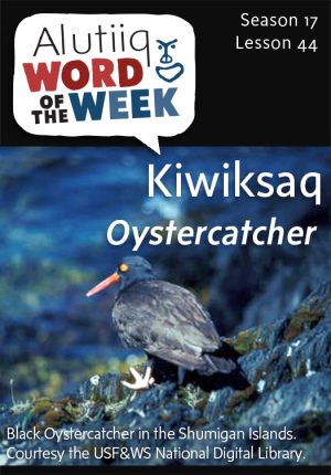 Oyster Catcher-Alutiiq Word of the Week-April 27