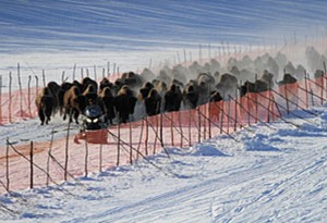 Wood Bison in the process of being released into the wild on Friday. Image-ADF&G