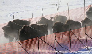 Wood Bison heading for their first taste of freedom near Shageluk. Image-ADF&G