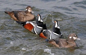 Harlequin Ducks. Image-ADF&G