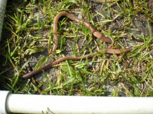 Earthworms found in the Kenai National Wildlife Refuge during a study by Deanna Saltmarsh. Photo by Deanna Saltmarsh.