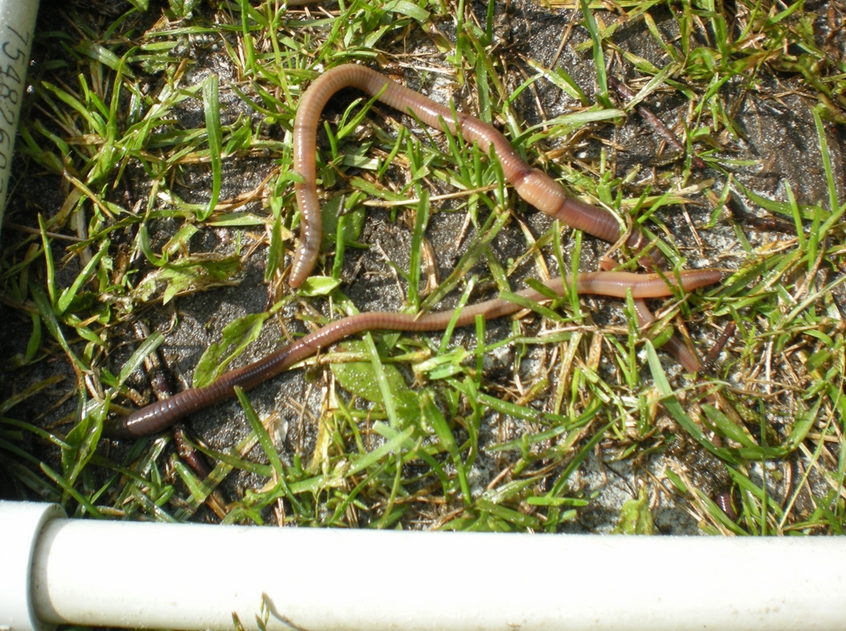 Earthworms live in Alaska too