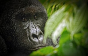 One of approximately 200 Mountain Gorillas that remain in Africa's Virunga Park in the Democratic Republic of the Congo. Image-LuAnne Cadd/Wikipedia