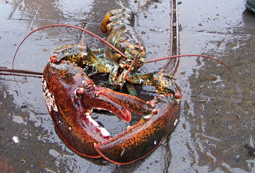 Maine Man Imprisoned For Illegal Sale of Lobster, Tax Evasion