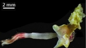 Osedax roseus from whale. Image-Robert C. Vrijenhoek/Creative Commons